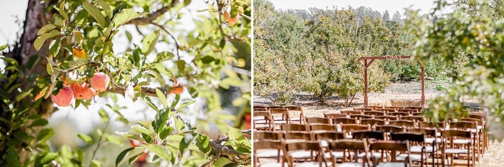 Fall wedding ceremony at The Orchard in Watsonville, CA. Pulled back photo of the ceremony space, paired with photo of apples on a tree surrounding the area.