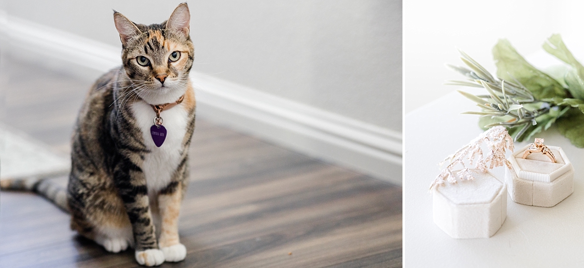 Cat and engagement ring.