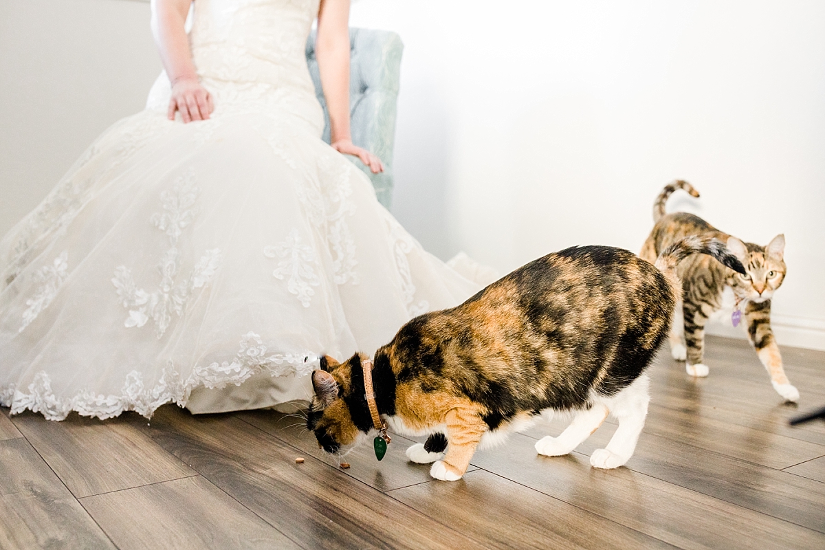 Cats walk around as the bride gets portraits taken.