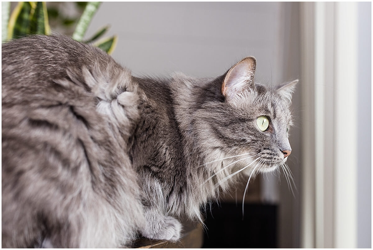 Rue (grey cat) looks out the window