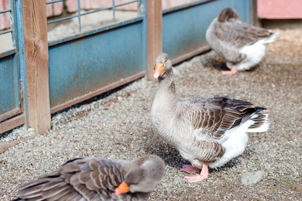 Ducks at petting zoo